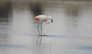 Flamenco rosado en la laguna de Rocha